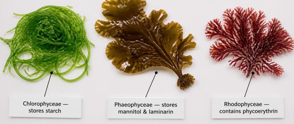 Labeled photograph of algae showing pigment and reproductive structures for NEET Botany