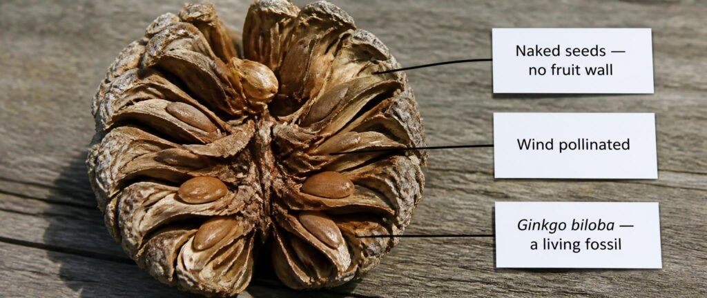 Labeled photograph of a pine cone showing exposed seeds for NEET Botany