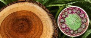 Anatomy of flowering plants NEET PYQ analysis showing tree annual rings and a stained stem cross-section with vascular bundles