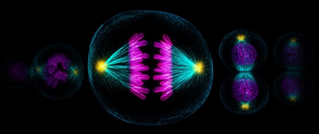 Cell cycle NEET PYQ analysis showing a dividing cell with glowing chromosomes and spindle fibres