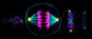 Cell cycle NEET PYQ analysis showing a dividing cell with glowing chromosomes and spindle fibres