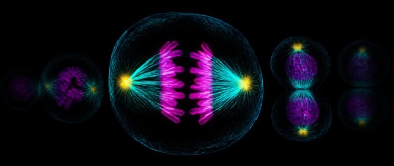 Cell cycle NEET PYQ analysis showing a dividing cell with glowing chromosomes and spindle fibres